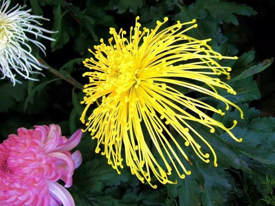 重陽賞菊，正好以此詩書畫下酒！