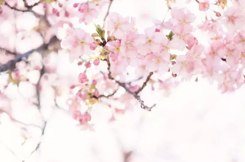 名家示范 | 品讀梅花真趣，欣賞筆墨真意